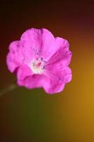 bloem bloesem close-up achtergrond geranium foto