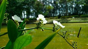 wit bloemen bloeiend Aan onkruid in de riolering foto