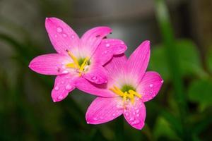 roze regenlelie, een veel voorkomende bloem in tuinen in rio de janeiro