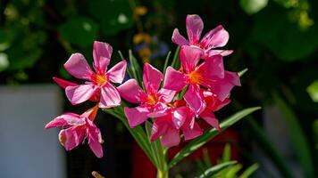 geurig oleander, oleander, roos baai, zoet oleander bloeiend in de tuin foto