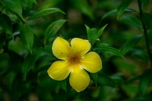 allamanda bloem bloeiend in de tuin foto