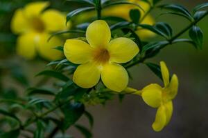 allamanda bloem bloeiend in de tuin foto