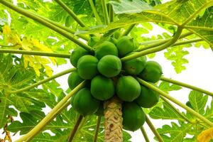 veel van groen papaja's groeit Aan een papaja boom, papaja fruit van papaja boom in de tuin foto