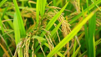 volwassen rijstveld rijst- veld- voordat oogst, volwassen rijstveld rijst- groeit in rijst- veld- foto