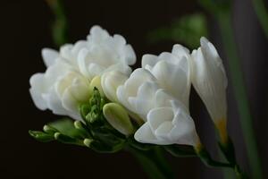 top visie van bevallig, mooi, Sneeuwwitje freesia bloemen, groen bloem bloemknoppen foto