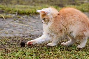 na de jacht speelt een kat met zijn prooi, een kat en een mol in de natuur. foto