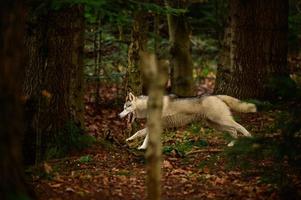 vrolijke husky die door het herfstbos rent foto