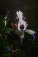 border collie detail portret foto