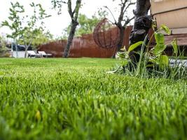 groen gras in de tuin. een huis en een tuin. grasveld foto