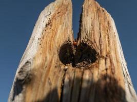 lieveheersbeestje in een droge houten boomstam tegen de blauwe lucht foto