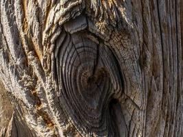 oude houtstructuur en natuurlijk hout oppervlak. natuurlijke houten achtergrond foto