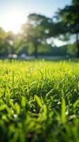 zacht focus gras in veld- met bomen in achtergrond foto