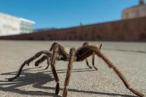 tarantula in natuurlijke habitat, theraphosidae bij hoover dam nevada foto