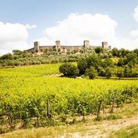 wijngaard in Toscane foto