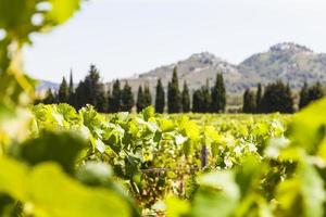 provence wijngaard, frankrijk foto