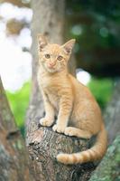 portret van gemberkat in de tuin foto