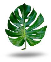 enkele tropische jungle monstera plant bladeren foto