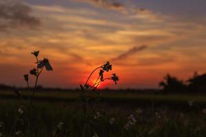 de bloem en zonsondergang achtergrond