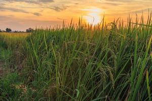 rijstvelden en uitzicht op de zonsonderganghemel foto