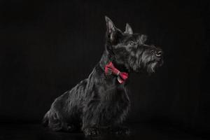zwarte Schotse terriër pup op donkere achtergrond