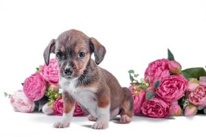 bastaard puppy op een achtergrond van kunstbloemen van pioenrozen