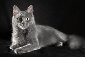volwassen blauwe kat op een zwarte achtergrond