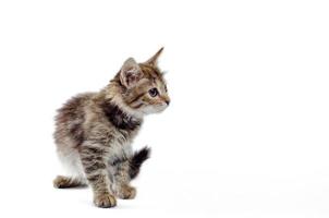 pluizig kitten alert op een witte achtergrond