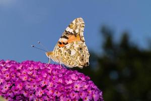 vlinder vanessa cardui of cynthia cardui in de tuin foto