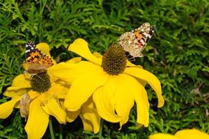 vlinder vanessa cardui of cynthia cardui in de tuin foto