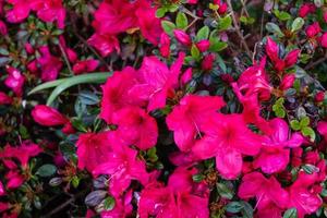 rododendron azalea bloeien in het voorjaar foto