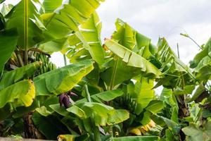 bananen op een plantage op het eiland madeira foto