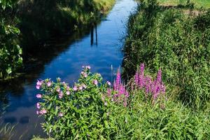 kattenstaart - lythrum salicaria foto