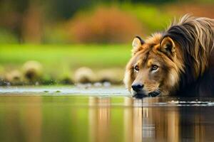 een leeuw drinken water in de water. ai-gegenereerd foto