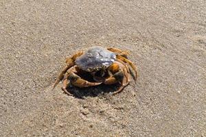 op het strand van blavand ho denemarken foto