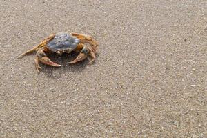 op het strand van blavand ho denemarken foto