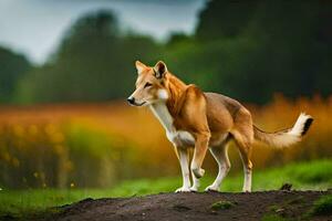 een hond staand Aan een aarde weg in een veld. ai-gegenereerd foto