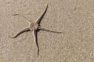 op het strand van blavand ho denemarken foto