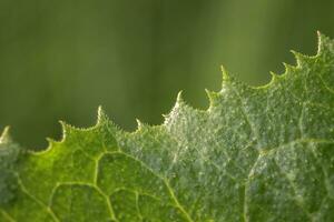 spannend macro Bij de rand van de groen bladeren foto