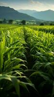 privaat boerderijen maïs rijen, levendig groen spruiten deken de vruchtbaar veld- verticaal mobiel behang ai gegenereerd foto