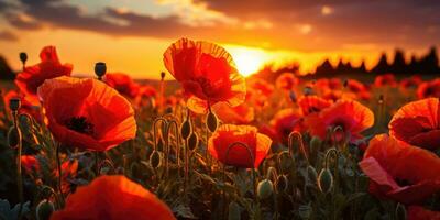 veld- van klaprozen Bij ochtendgloren. papaver dag. geheugen van allemaal de soldaten wie ging dood in oorlogen erbij betrekken Super goed Brittannië. generatief ai foto