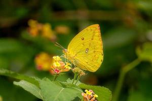 gele vlinder op bloem foto