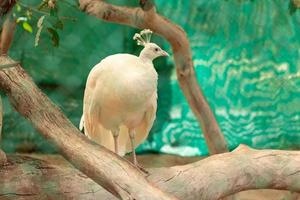 mooie witte pauw in dierentuin foto