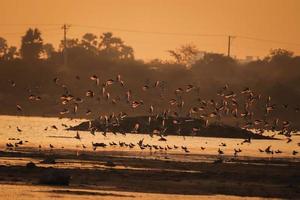 vogel wandelen in het water, vliegende vogels, uitzicht op de zonsondergang aan het meer foto