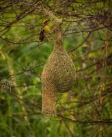 wevervogel zittend op het nest, natuurachtergrond foto