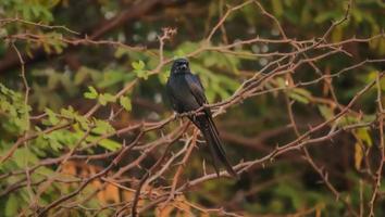 zwarte vogel zittend op de boom foto