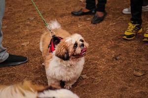 kleine hond, hond in hondenpark, huisdierenliefhebber foto