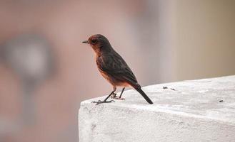 vogel zittend op de muur foto