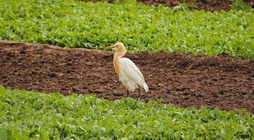 vogel lopen op de grond, natuur achtergrond foto