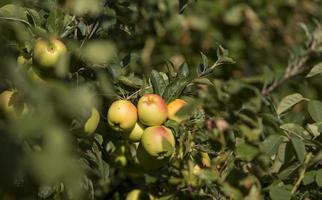 appelboom met appels in medinaceli castilla y leon, spanje foto