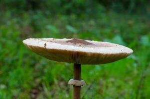 detail van een wild champignons in hun natuurlijk milieu foto